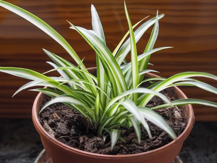 Clorofit: aprèn a plantar i cuidar