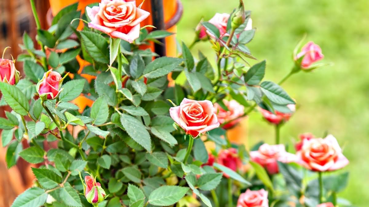 Hvordan dyrker man roser? Se tips og pleje af din rosenbusk