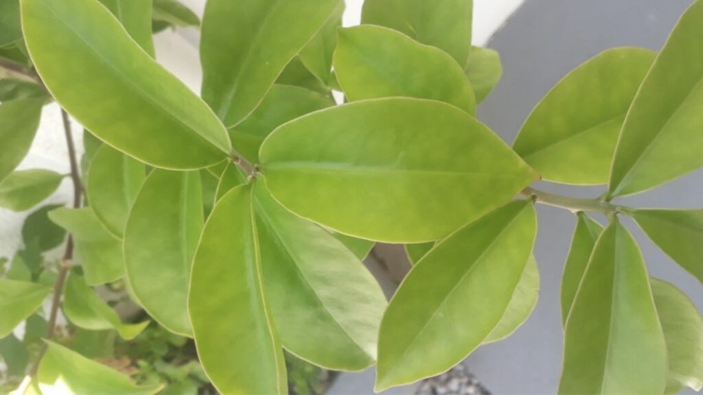 PANC bitkiləri: 20 qidalı və dadlı növ