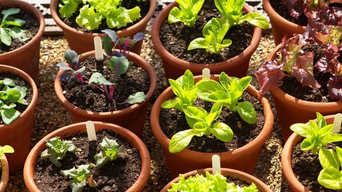 Miten kasvattaa salaattia? Täydellinen opas salaatin kasvattamiseen kotona?