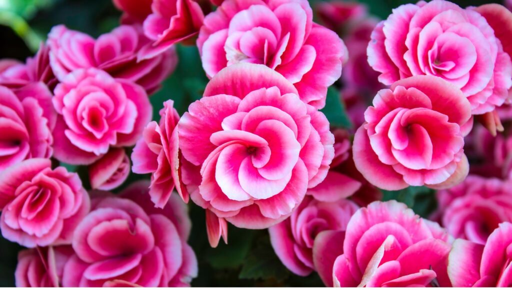 21 Kwiaty cieniolubne, które odmienią Twój ogród