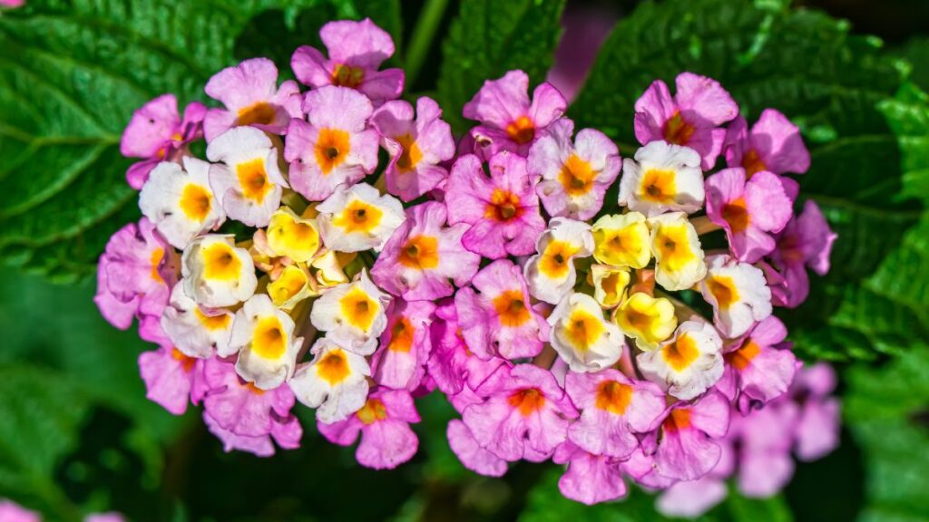 લન્ટાના: રંગ બદલાતા ફૂલને કેવી રીતે ઉગાડવું?