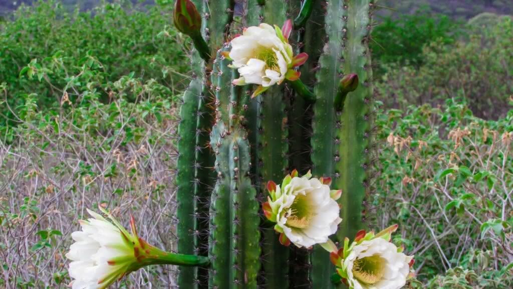 Kaktus dengan bunga: lihat beberapa opsi dan cara merawatnya