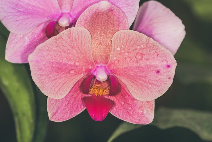 Vad är det bästa gödningsmedlet för orkidéer? 5 tips