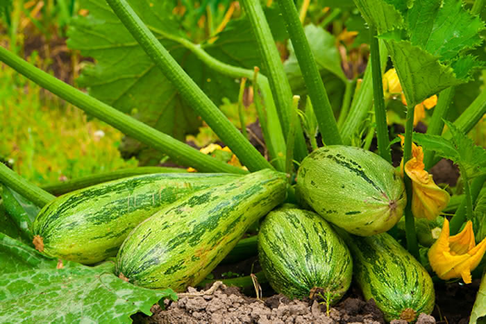 12 Zelenina pro pěstování v květináčích a vytvoření vlastní zeleninové zahrádky