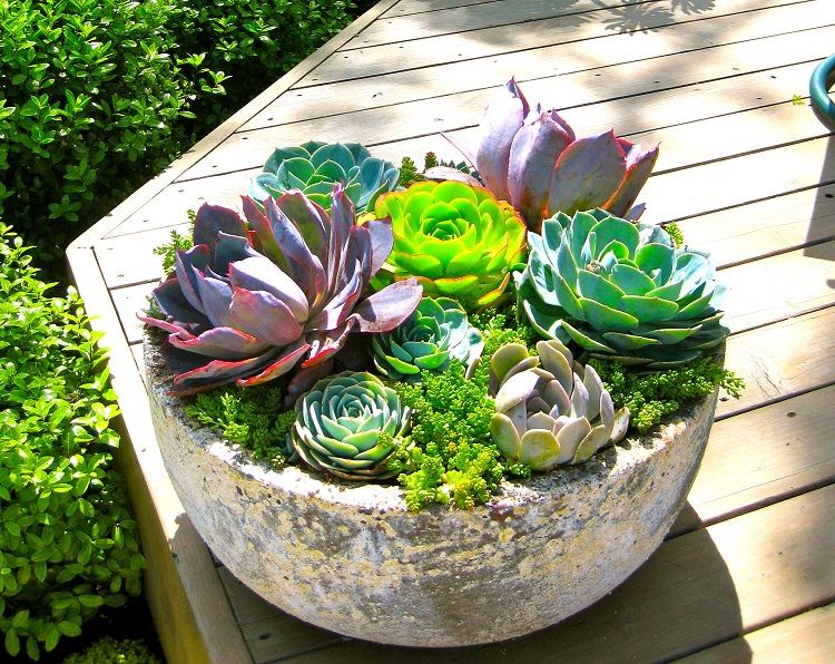 Sukulentni vrt u vazi: naučite kako postaviti