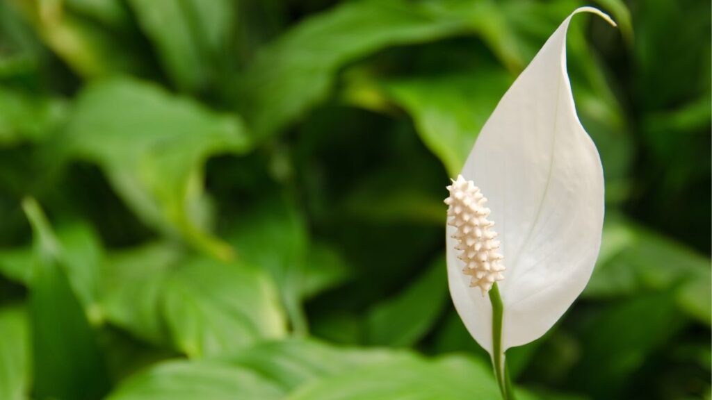Peace Lily: semnificație, cum să aibă grijă și să facă răsaduri