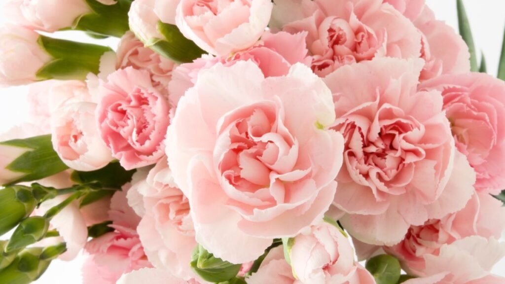 31 bunga merah jambu untuk membuat taman anda bersemangat