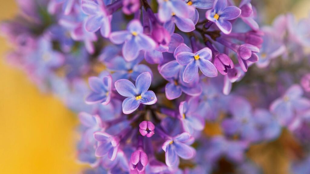 Bunga lilac: 12 spesies menawan dan maknanya