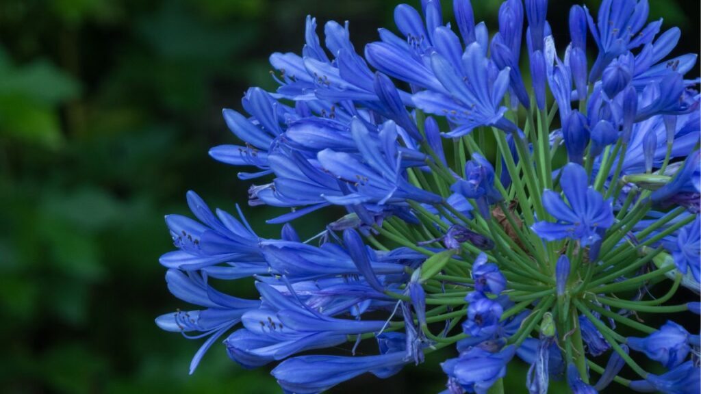 निळे फूल: बागेत वाढण्यासाठी 11 झाडे