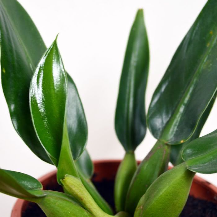 Philodendron: kjenn hovedtypene og hvordan du bryr deg