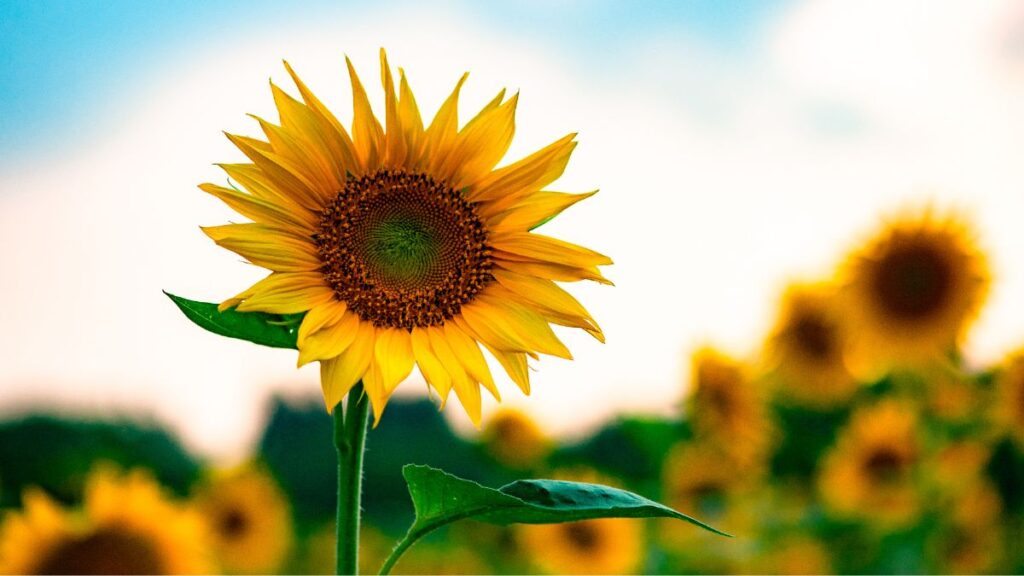 Gelbe Blumen: Bedeutung und 25 Pflanzenarten