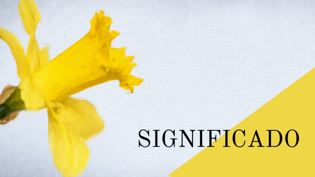 Floare de narcisă: semnificație și sfaturi de îngrijire