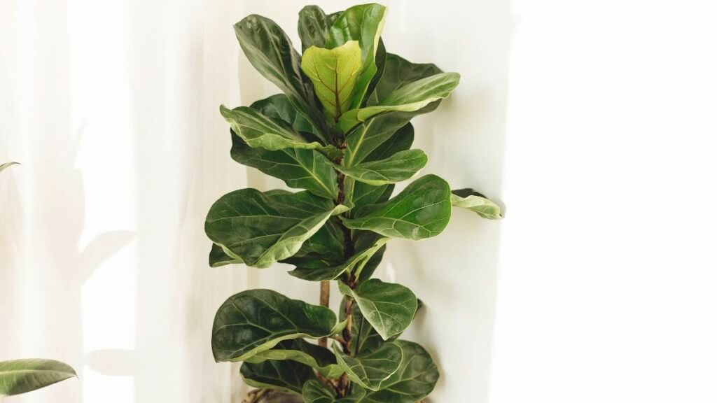 Ficus Lyrata: jak pečovat o rostlinu a nápady na výzdobu