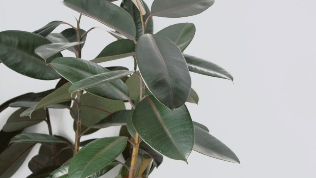 Ficus elastica: ikusi mota nagusiak eta nola zaindu