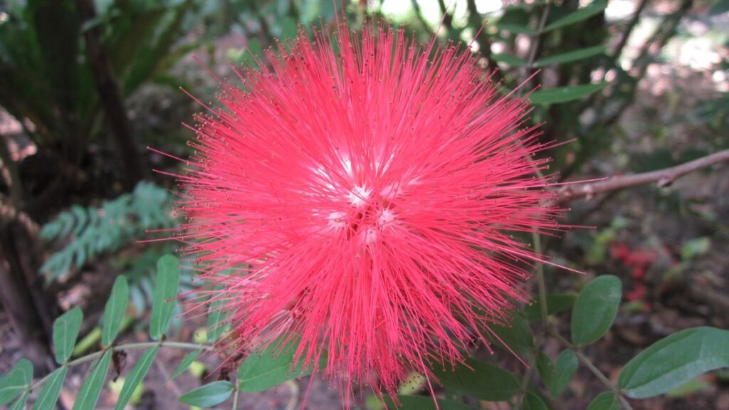 분홍색 꽃이 피는 나무: 아름다운 10종