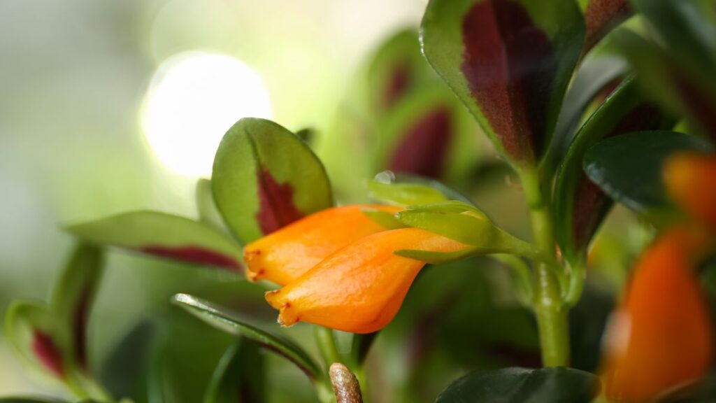 Rostlina Columéia Peixinho: naučte se pečovat o sazenice a pěstovat je