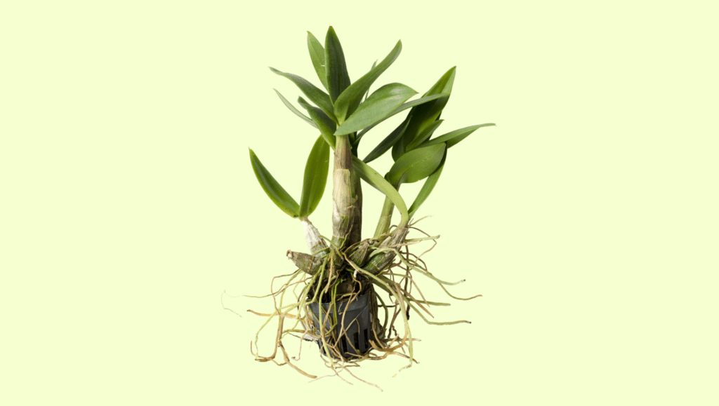 Hoe orkide-seedlings te ferwiderjen: learje 3 techniken
