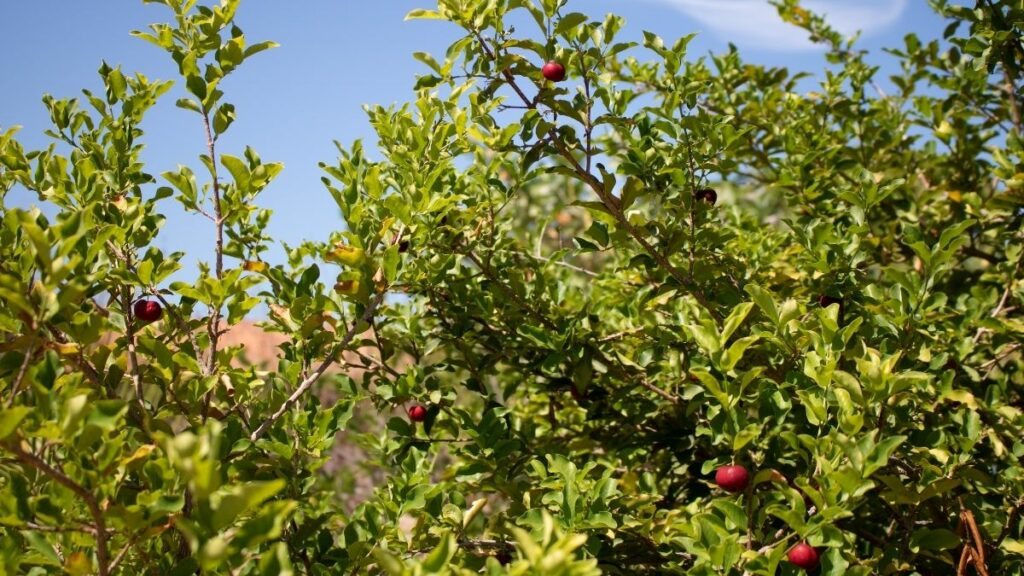 Acerola-træet: alt hvad du behøver at vide om dyrkning af acerola