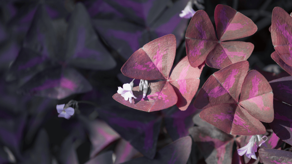 Violetinis dobilas: reikšmė ir 6 patarimai, kaip prižiūrėti augalą