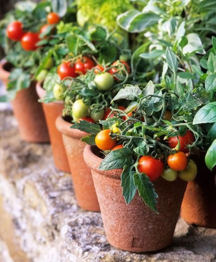 Bir saksıda kiraz domates nasıl yetiştirilir? Adım adım öğrenin
