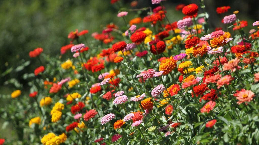 12 planter som tiltrekker kolibrier og sommerfugler til hagen din