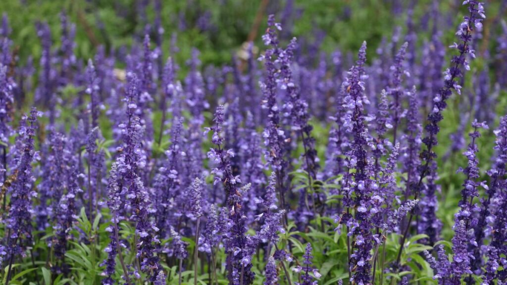 Wie pflegt man eine Lavendelpflanze? 7 Tipps und Ideen