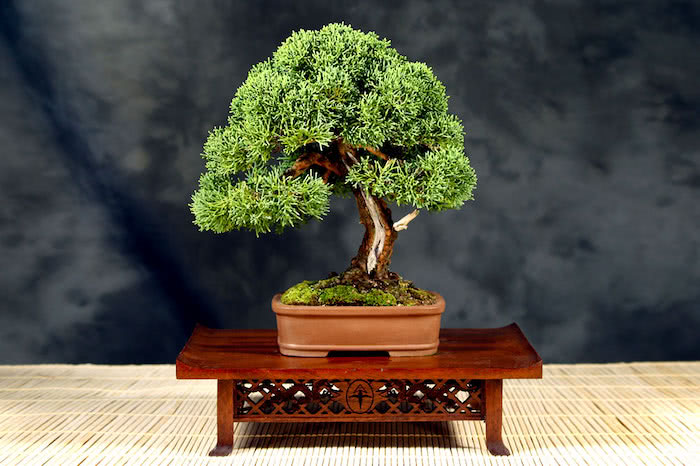Tangkal bonsai: harti, jinis sareng cara miara