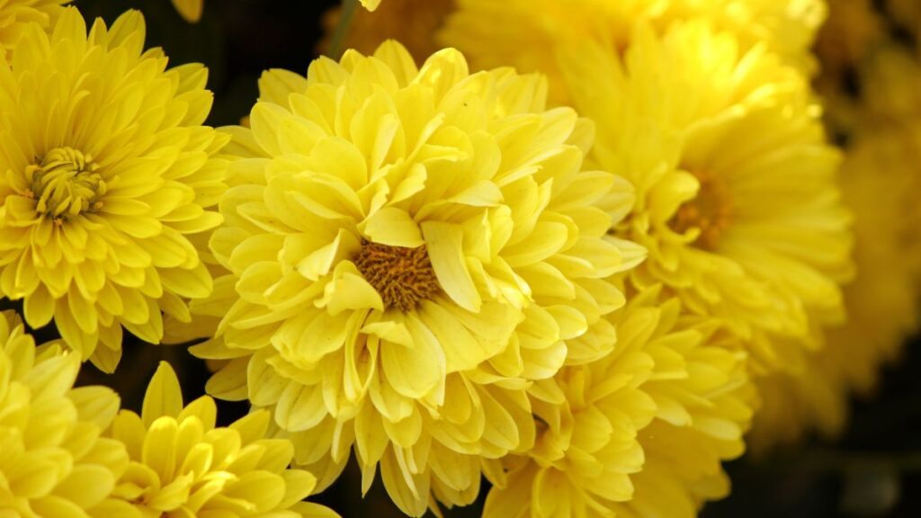 Нас барсан хүмүүст зориулсан цэцэг: 12 зүйл, тэдгээрийн утга
