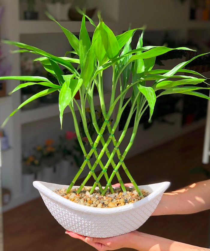 Lucky Bamboo: pozrite si význam rastliny a ako sa o ňu starať