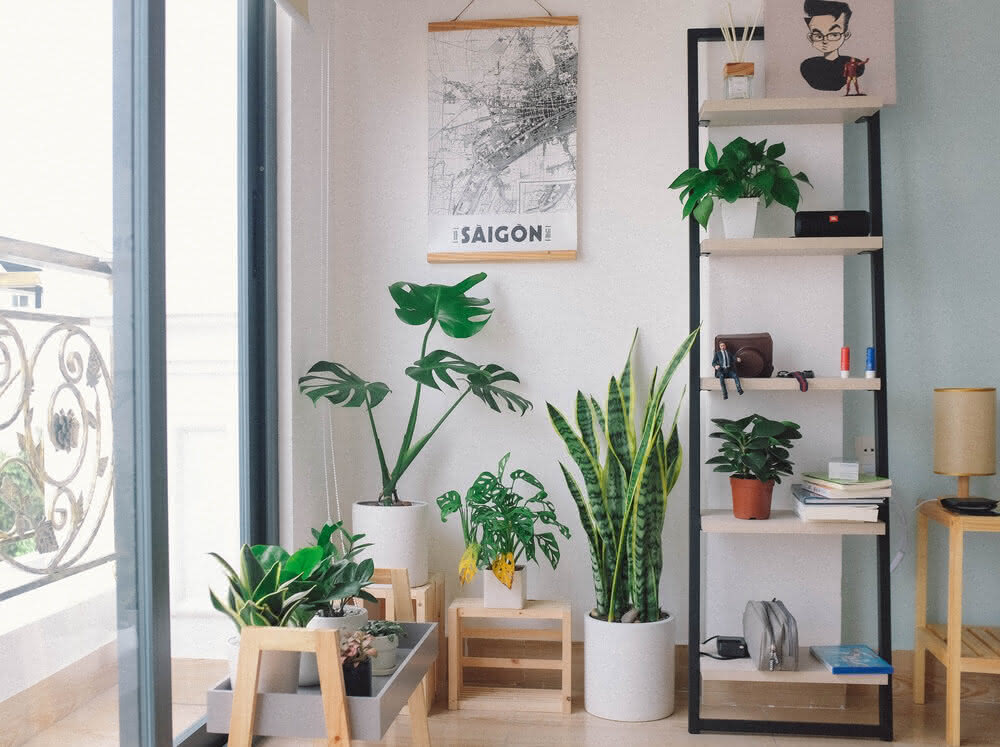 Rostliny v obývacím pokoji: podívejte se, jak zdobit a druhy